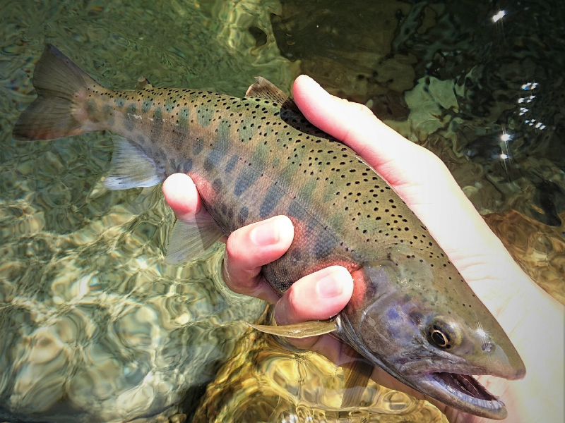 cherry trout fly fishing guide japan 