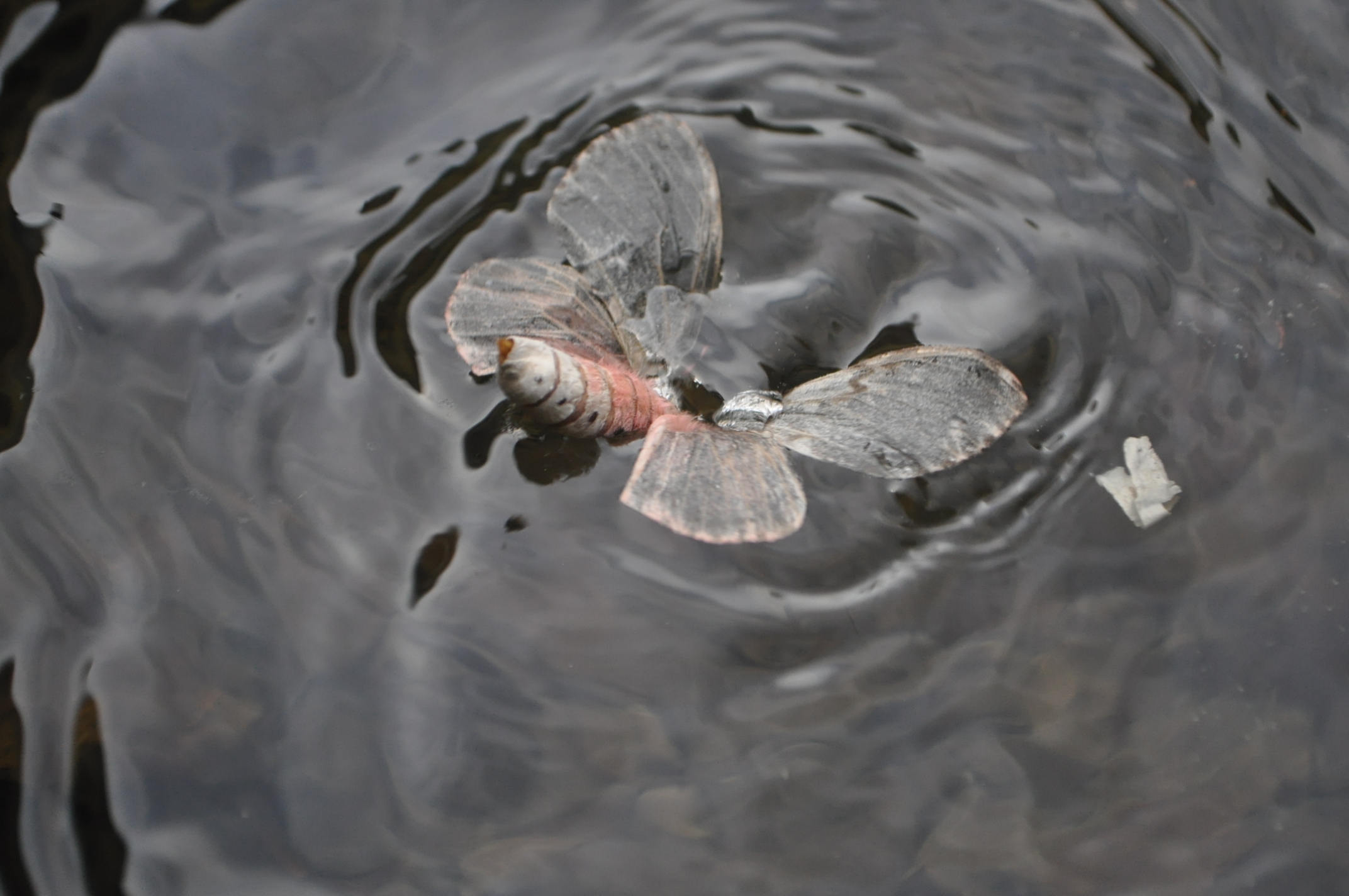 fly fishing patterns hokkaido japan